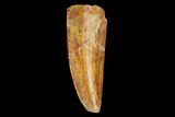 Serrated, Raptor Tooth - Real Dinosaur Tooth #124276-1
